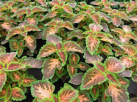 Coleus Blumei Folia Coral And Green