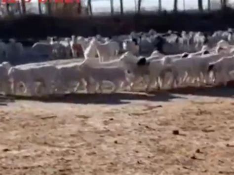 Hundreds Of Sheep Walking In A Circle For 12 Days Straight Video