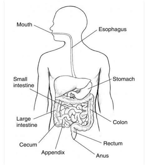 Structure Of Alimentary Canal