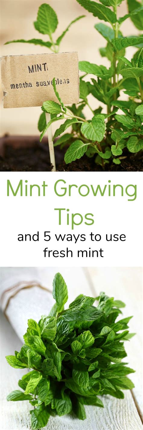 Mint Growing Tips And 5 Uses For Fresh Mint When It Takes Over The