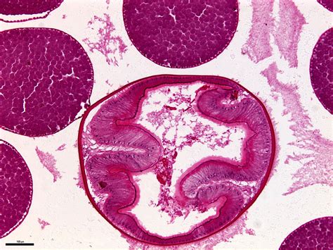 Ascaris Sp Roundworms Monster Hunters Guide To Veterinary Parasitology