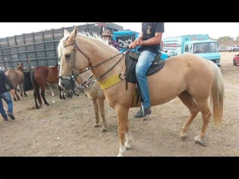 Potro A Partir De R Reais Hoje Na Feira De Cavalo Em Caruaru Pe