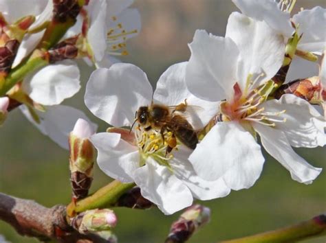 Principales Variedades De Almendros