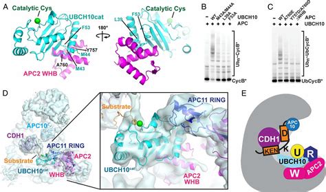 Ring E Mechanism For Ubiquitin Ligation To A Disordered Substrate