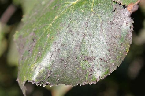 How to Treat Sooty Mold on Camellia Plants | Gardener’s Path