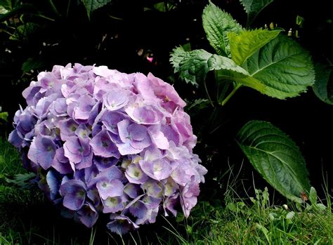 Fond D Cran Hortensia Herbe Fermer Feuilles X