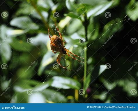 Aranha Do Jardim Araneus Diadematus Esp Cie De Aranha Da Fam Lia