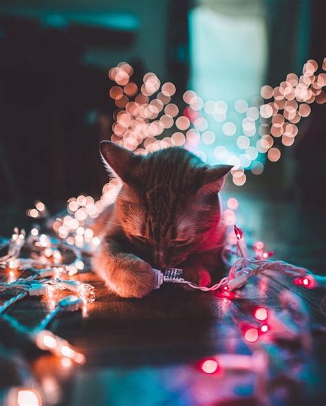 Tis The Time Of Joy Christmas Cats Cat Photography Cute Animals