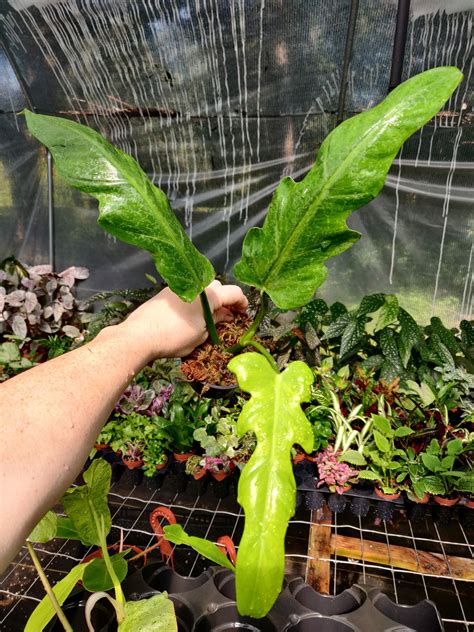 Philodendron Elegans Blue Moon Tropicals