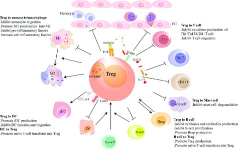 | Regulatory T cells (Tregs) interact with immune cells. Tregs regulate ...