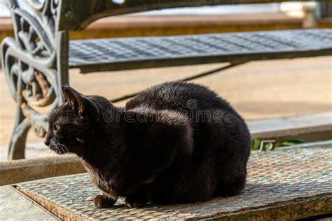 Piebald Cat On The Fence Stock Image Image Of Snow Beautiful