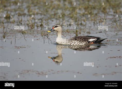 Spot Billed Duck Anas Poecilorhyncha Keoladeo Ghana National Park