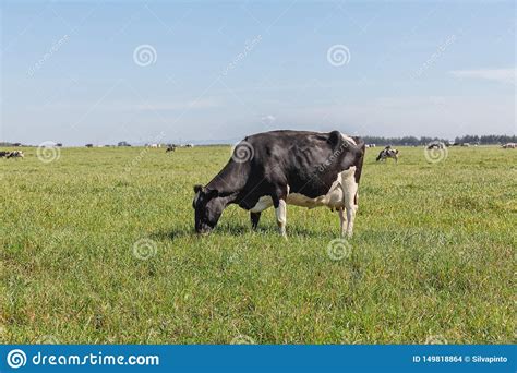 Dairy Cows Of The Holstein Breed Friesian Grazing On Green Field Stock