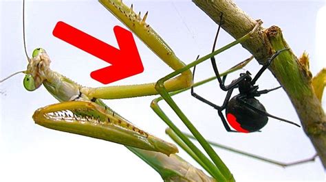 Deadly Spider Vs Giant Praying Mantis Part 1 Educational Spider Study ...