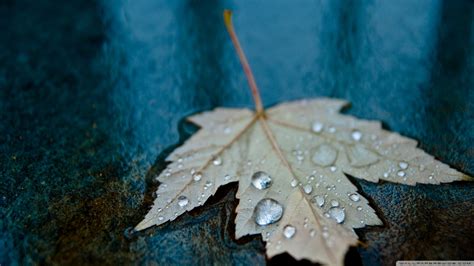 Wallpaper Leaves Nature Water Drops Green Blue Color Tree