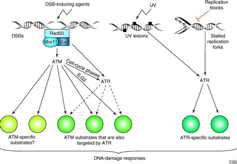 The Atm Mediated Dna Damage Response Taking Shape Trends In