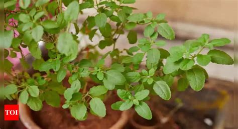 Tulsi Vivah Tulsi Vivah 2023 Date Time Shubh Muhurat Puja Rituals And Significance Times