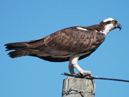 Osprey Identification All About Birds Cornell Lab Of Ornithology