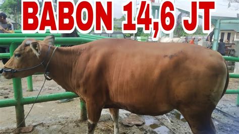 Sapi Bali Babon Super Harga Juta Di Pasar Sapi Pelaihari Tanah