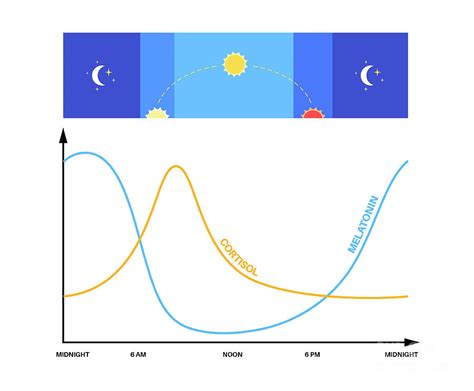 Sleep Wake Cycle Photograph By Pikovit Science Photo Library Fine