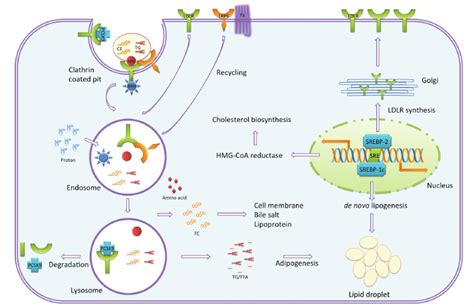 Cellular Cholesterol Homeostasis Vesicular Uptake Of Lipoproteins Is