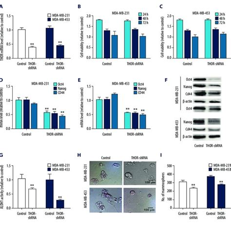 Thor Knockdown Reduces The Stemness Of Tnbc Cells A Rt Qpcr Was