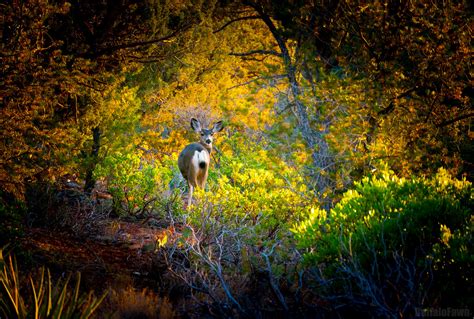 Deer Friend Click Image For Best View Buffalo Fawn Flickr