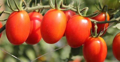 Roma Tomato Growing, Care, & Uses - The Garden Magazine