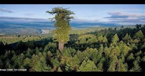 Tallest Tree In The World Hyperion