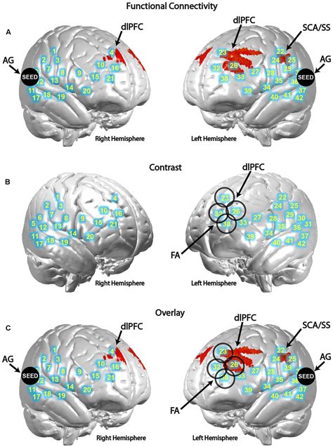 Frontiers Distributed Neural Activity Patterns During Human To Human