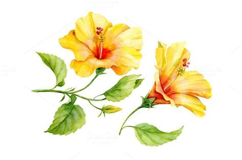 Watercolor Yellow Hibiscus Flower Hibiscus Drawing Watercolor Flowers Tutorial Hibiscus