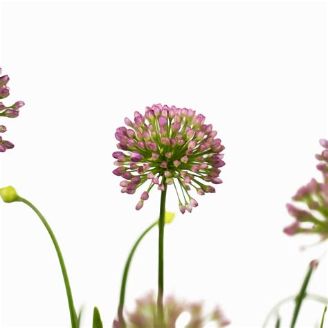 'Millenium' Allium For Sale Online | The Tree Center