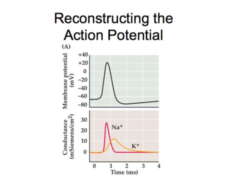 Neuro Exam 1 Diagram Quizlet