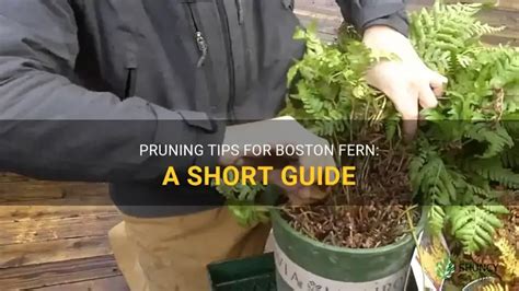 Pruning Tips For Boston Fern A Short Guide Shuncy