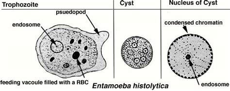 Entamoeba Histolytica Trophozoite Medical Laboratories