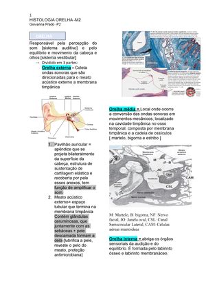 Sistema Reprodutor Feminino Histologia Sistema Reprodutor Feminino