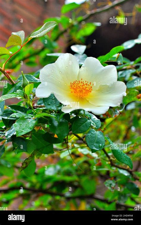 Shallow Focus Of A Rosa Laevigata Flower With Green Trees Stock Photo