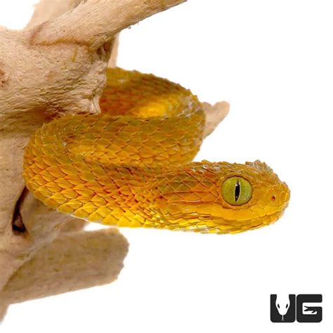 Baby Orange Squamigera Bush Vipers for sale - Underground Reptiles