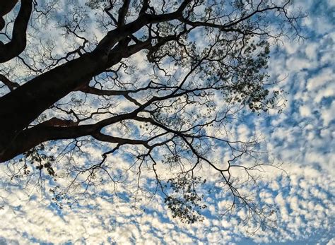 A Tree With Clouds In The Sky Photo | JPG Free Download - Pikbest