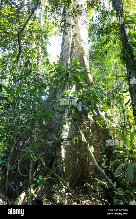 Giant Kapok Tree Hi Res Stock Photography And Images Alamy