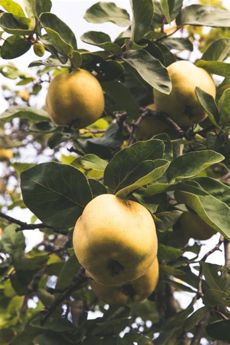 Coing Fruit Cuire En Compote Et Confiture Julie Andrieu