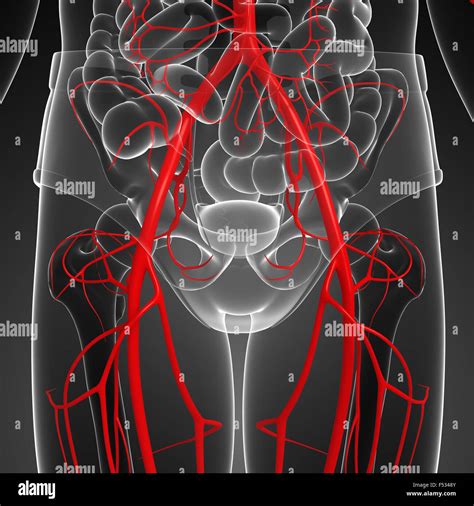 Pelvic Arteries Hi Res Stock Photography And Images Alamy