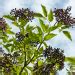 Elderberry vs Pokeweed: Identification + Differences - ALONG THE MEADOW