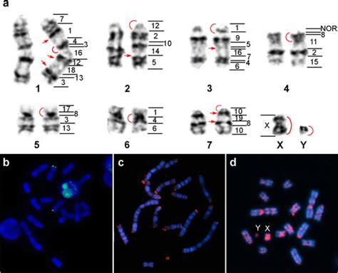 In Situ Hybridizations On Tonatia Saurophila Tsa Karyotype Schematic Download Scientific