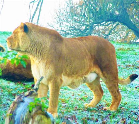 Worlds Largest Lion Ever Recorded