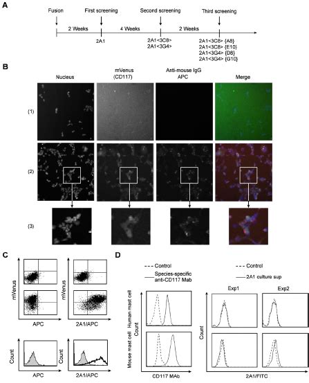 Cd117 Specific Monoclonal Antibody 2a1 Specifically Stains Swine Cd117 Download Scientific