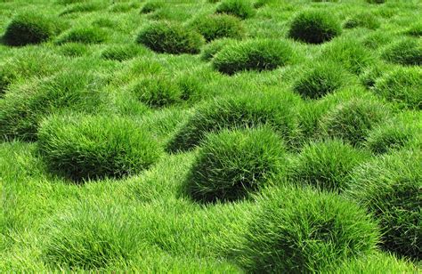 Best Shade Drought Tolerant Grass | Home and Garden Reference