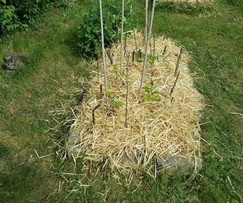 Culture En Lasagne Conseils D Entretien Au Fil Des Saisons