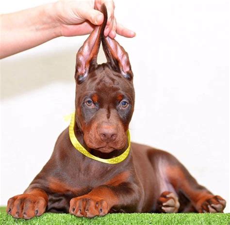 22++ European doberman puppies for sale information