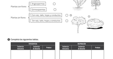 Prim Naturales Refuerzo Repaso Ampliaci N Pdf Google Drive